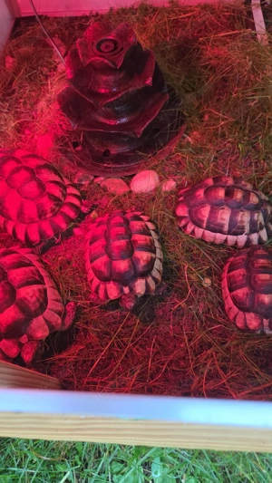 5 Breitbandschuldkröten   