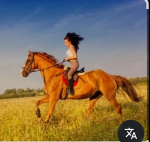 privater Reitunterricht, gratis auf bravem Hengst