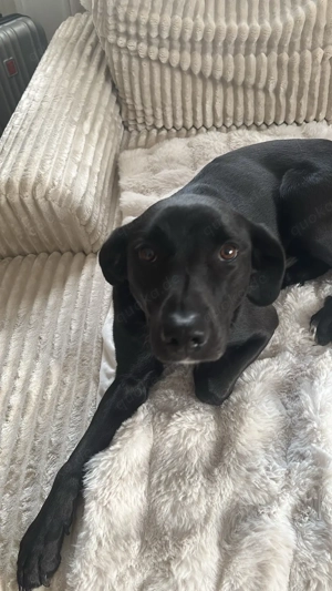 Labrador (3 Jahre alt)