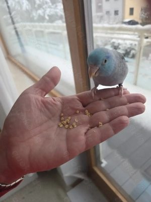 Blaugenick-Sperlingspapagei (5 Jahre) sucht liebevolles Zuhause bei einer einsamen Henne