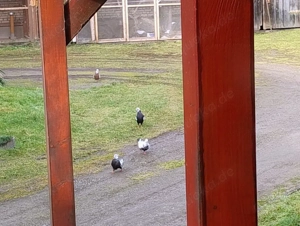 Tauben Strasser Zuchtaufgabe.