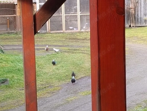 Tauben günstig zu verkaufen. Zuchtaufgabe.