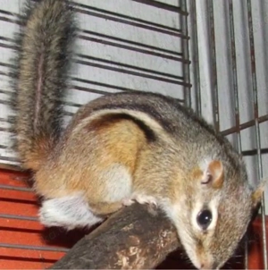 nordam. Backenhörnchen abzugeben!