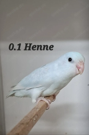 Sperlingspapageien in mutationsfarben 