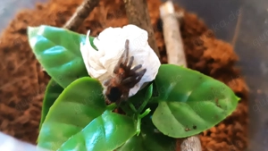 Aphonopelma seemanni Spinne Bild 2