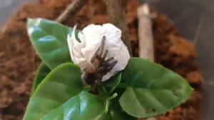 Aphonopelma seemanni Spinne Bild 3