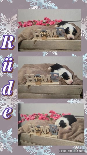 11 wunderschöne Australien Shepherd welpen