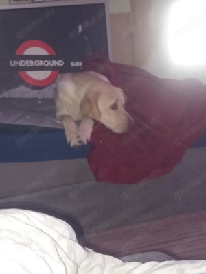 Labrador rüde 10 Monate alt 