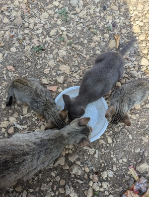 Hallo zusammen, ich suche eine Katze zur Adoption hier in Heilbronn Landkreis 