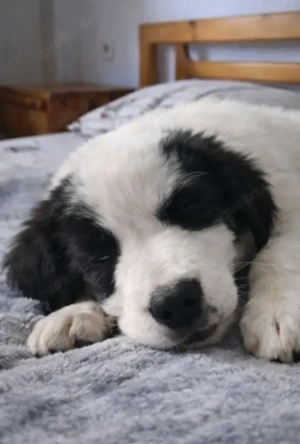 Hund Rüde Welpe Tierschutz Bundesweite Vermittlung 