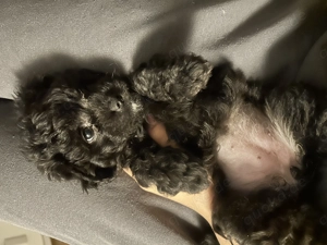 Süße Havaneser Welpen 