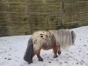 schicker Mini Hengst Bild 2