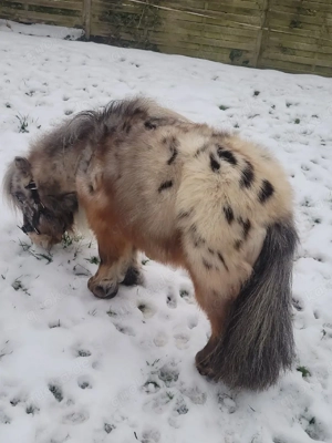 schicker Mini Hengst Bild 3