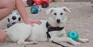 Besuchbar in München 13Mon Hündin weiß 13kg Labi Mix 