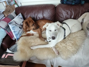 Besuchbar in München 13Mon Hündin weiß 13kg Labi Mix 