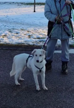 Besuchbar in München 12Mon Hündin weiß 13kg Labi Mix 