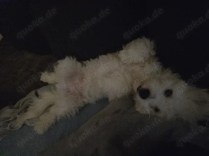 bichon malteser  mischling 