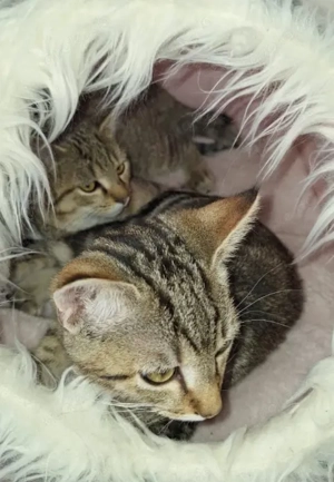 wunderschöne hübsche Burma Mix 