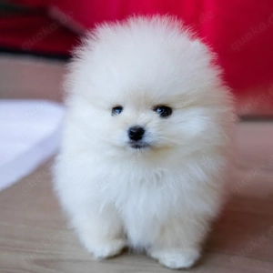 Pomeranian Zwergspitz Welpen 