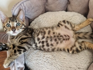 Kätzchen suchen ein neues Zuhause. Kontaktieren Sie uns per WhatsApp unter: 015777944807.  