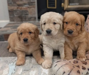 Bereichern Sie Ihr Zuhause mit unseren freundlichen Golden-Retriever-Welpen. Gesund, intelligent und