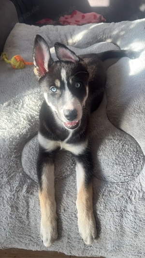 12 wochenalte husky welpen dame 