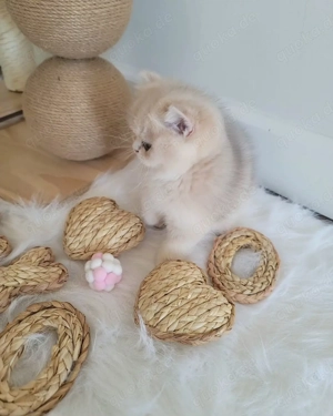 Reinrassiges Britisch Kurzhaar-Kätzchen.