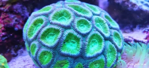 Meerwasser Salzwasser Korallen Komplettbesatz 