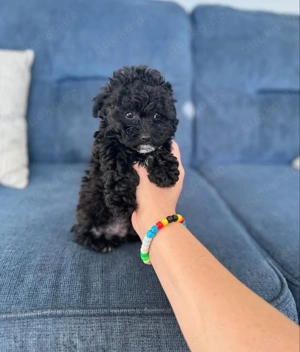 Maltipoo-welpen  Bild 4