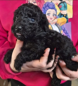 Reinrassige Zwerg Kleinpudelwelpen 