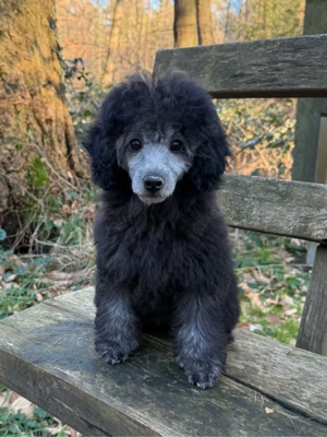 Xenia Cinderella - der "gastfreundliche Aschen-Pudel"