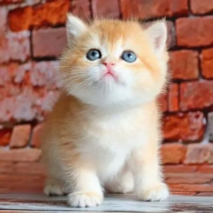 BKH-Britisch Kurzhaar Kätzchen