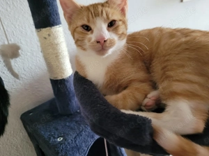 Junge Katze abzugeben  4 Jahre