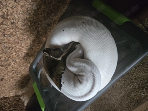 Königspython Piebald 0,1