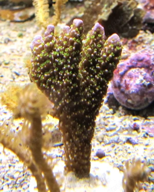 Korallenableger- Meerwasser- Montipora malampaya Bild 3