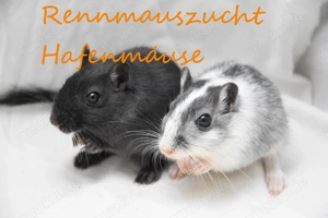 Junge Rennmäuse aus langjähriger, artgerechter Zucht | Rennmaus Gerbil Wüstenrennmaus Wüstenrennmäus