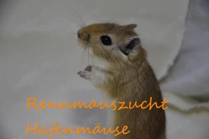 Rennmäuse aus langjähriger, artgerechter Zucht | Rennmaus Gerbil Wüstenrennmaus Wüstenrennmäuse