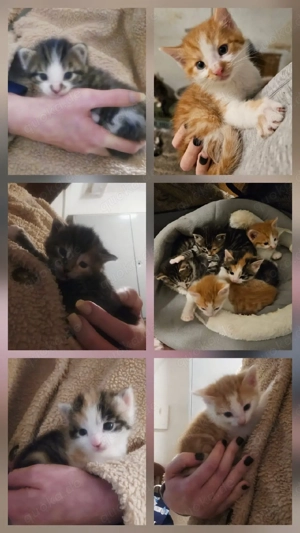 Zuckersüsse Katzenkinder Bild 2