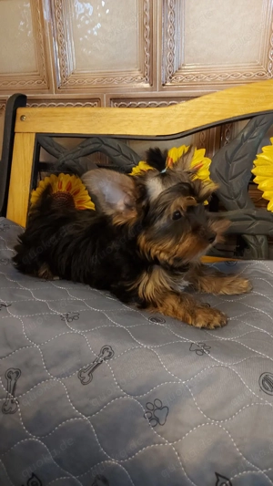 Yorkshire terrier welpen 