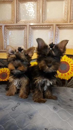 Yorkshire terrier welpen 
