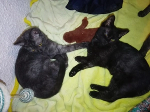 Katzen zusammen abzugeben