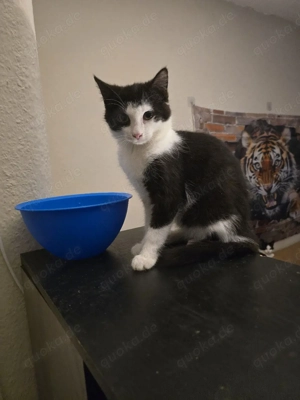 Geschwister Katzen abzugeben 