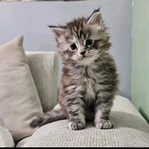 Wunderschöner Maine Coon Nachwuchs   5 Kitten suchen ein liebevolles Zuhause