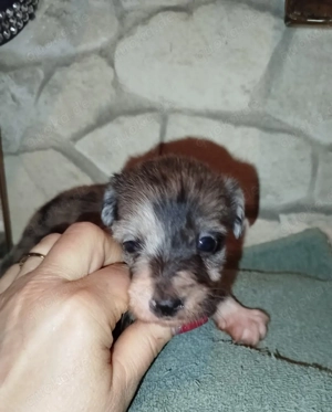 Windshih Welpen Bild 7