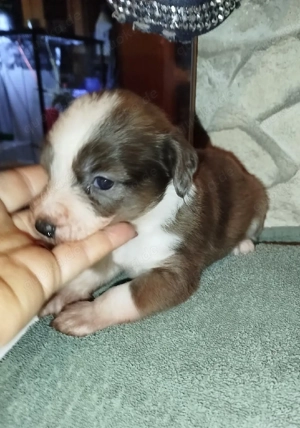 Windshih Welpen Bild 9