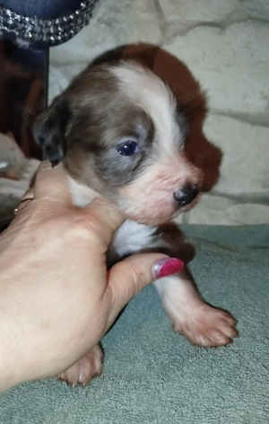 Windshih Welpen Bild 8