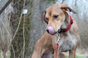 Spok geb. Okt. 2024, kastriert