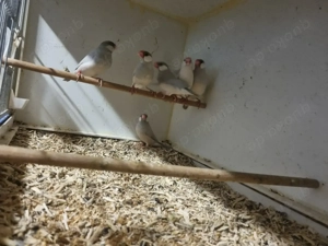 Reisfinken in verschiedenen Farben abzugeben