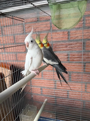 Nymphensittiche abzugeben   handzahm & zutraulich 