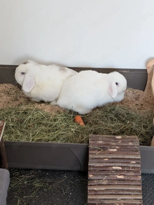 2 Zwergwidderkaninchen 